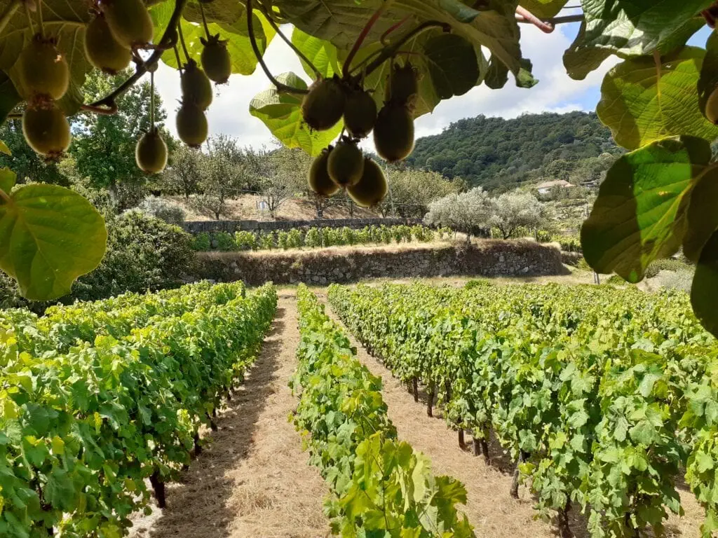 quinta da massorra, massorra, vinhos